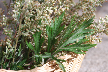Quelle: Fotolia - Moxakraut - Beifuß - Artemisia vulgaris